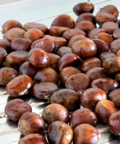 CHESTNUT