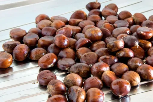 CHESTNUT