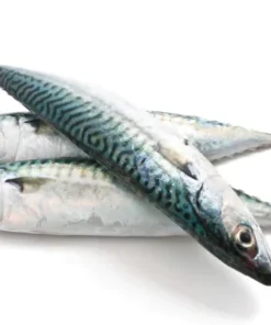 Fish