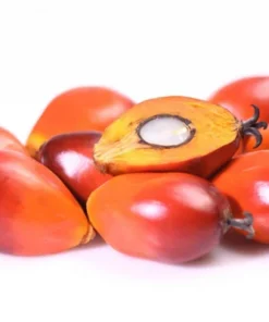 PALM NUTS