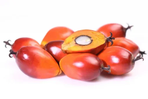 PALM NUTS