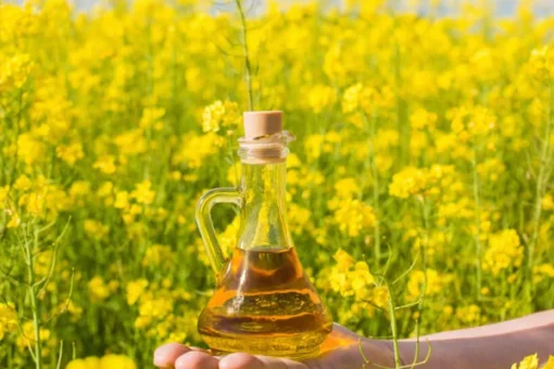 RAPESEED OIL / CANOLA OIL