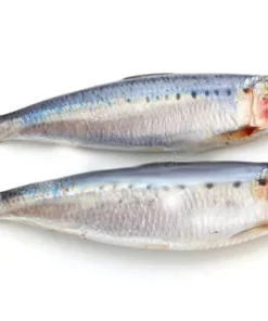 SARDINE FISH