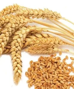 WHEAT SEEDS