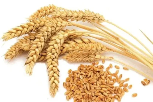 WHEAT SEEDS