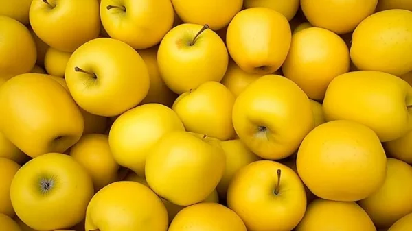 Wholesale Fresh golden delicious apples