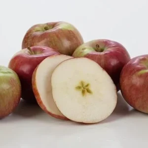 Wholesale Kauffman Orchards Fresh Mcintosh Apples