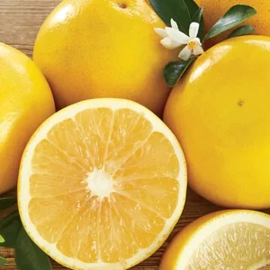 Wholesale White Grapefruit